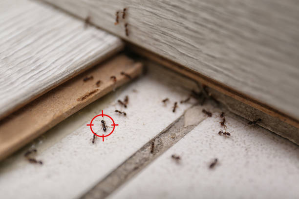Best Best Pest Control Companies  in Wingate, NC